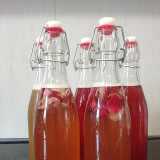 Kombucha Hoa hồng giá sỉ