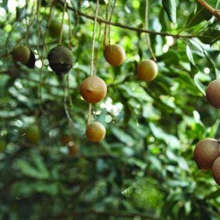 Hạt macca đóng gói thơm ngon