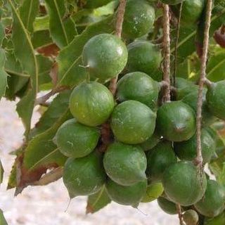 Hạt macca đóng gói thơm ngon