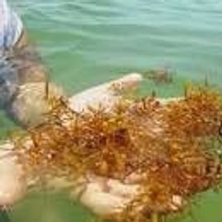 Okinawa Fucoidan Kanehide Bio 180 viên – Phòng và hỗ trợ người ung thư - NHẬT BẢN