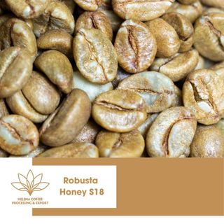 Cà Phê Nhân Robusta Chế Biến Honey chuẩn Xuất Khẩu - Sàn S16, S18