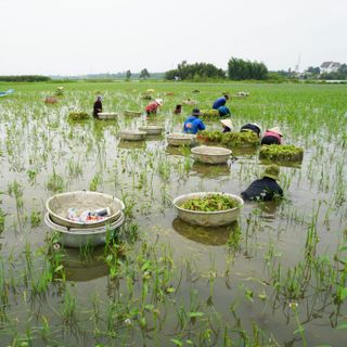 Hẹ nước Long An 5kg