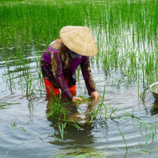 Hẹ nước Long An 5kg