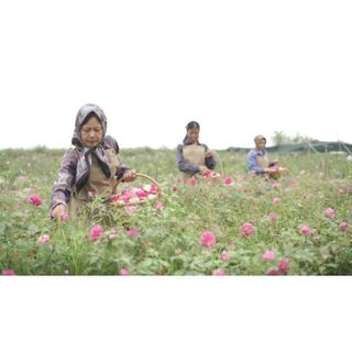 Son Sạch Rosalia Signatural _ Không Chì _ Dành Cho Mẹ Bầu _ Chiết Xuất Từ Hoa Hồng Hữu Cơ Tại Trang Trại Bảo Hiên Farm