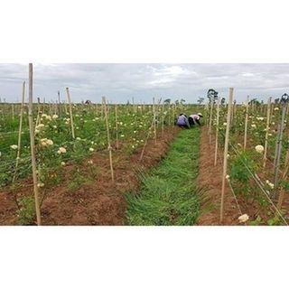 Son Dưỡng ROSE LIP BALE Rosalia _ Chiết Xuất Hoa Hồng Hữu Cơ _ Giúp Môi Căng Bóng Và Được Thải Chì Lọ 10g