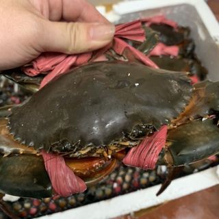 Cua Cà Mau Tươi Sống Đủ Loại (1kg)
