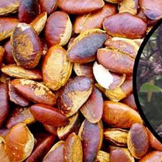 Đặc sản Tây Nguyên - Hạt Kơ Nia rang thơm ngon, hạt bán tết giá sỉ giá sỉ
