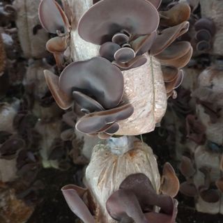 Nấm mèo, mộc nhĩ Khô