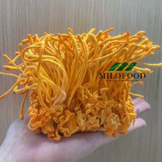 Đông trùng hạ thảo tươi MILOFOOD - 200G