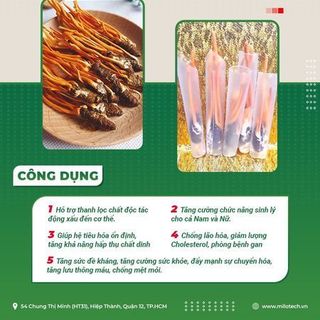Đông Trùng Hạ Thảo Ký Chủ Nhộng - 1 Con
