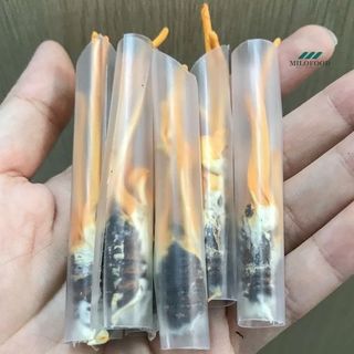 Đông Trùng Hạ Thảo Ký Chủ Nhộng - 1 Con