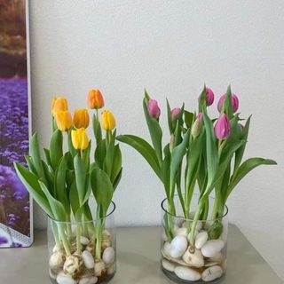 Củ hoa tulip trồng chơi tết giá sỉ
