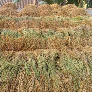 Lúa nếp nương