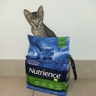 Thức Ăn Cho Mèo Con - Phát Triển Trí Não, Hệ Tiêu Hoá Nutrience Infusion Bao 2,27kg - Thịt Gà, Rau Củ, Trái Cây Tự Nhiên