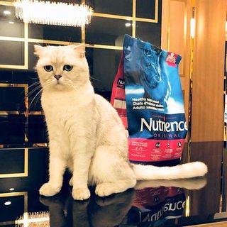 Thức Ăn Cho Mèo - Trưởng Thành Trên 12 Tháng Nutrience Infusion Bao 5kg (Tiêu Búi Lông) - Thịt Gà, Rau Củ, Trái Cây