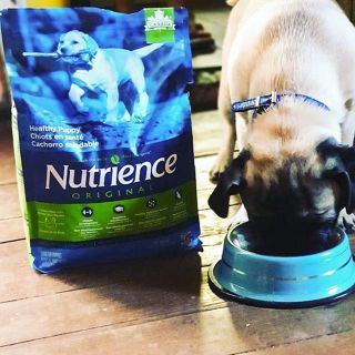 Thức Ăn Cho Chó Con - Dưới 12 Tháng (Phát Triển Trí Não) Nutrience Infusion Bao 500g - Thịt Gà, Rau Củ Quả, Trái Cây