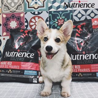 Thức Ăn Hạt Cho Chó - Nutrience Subzero Bao 2,27kg (Da Lông Bóng Mượt) - Thịt Gà Tây, Cá Hồi, Rau Củ Quả, Trái Cây