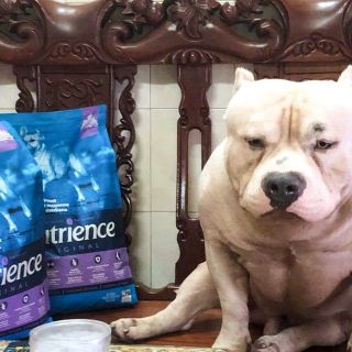 Thức Ăn Cho Chó - Trung Bình, Lớn (Phát Triển Cơ Bắp) Nutrience Infusion Bao 500g - Gà Tây, Rau Củ, Trái Cây Tự Nhiên
