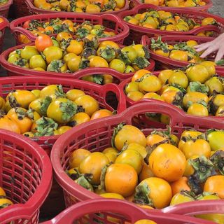 Hồng treo gió Cầu Đất - Đà Lạt