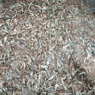 Đạm bột cá biển