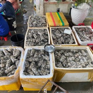 Ruột Hàu Sữa Pháp