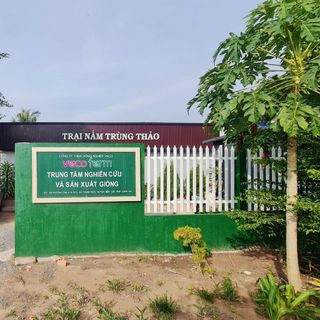 Nấm đông trùng hạ thảo sấy thăng hoa hũ loại 1 10gr