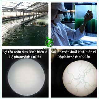 Hộp tảo xoắn Spirulina bột sấy lạnh 500G