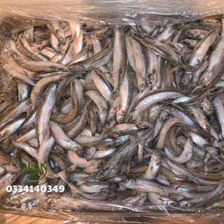 CÁ TRỨNG NAUY - CÁ TRỨNG NHẬP KHẨU GIÁ TỐT - ALAN
