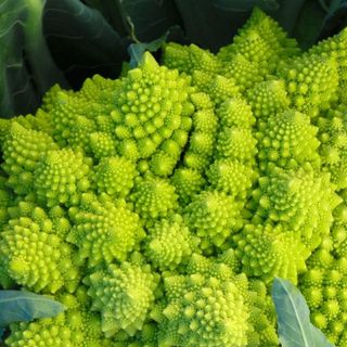 Hạt giống Bông cải súp lơ xanh hình san hô xoắn ốc Rạng Đông - Green Cauliflower 229 (Romanesco)