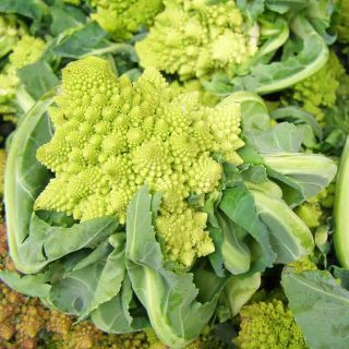 Hạt giống Bông cải súp lơ xanh hình san hô xoắn ốc Rạng Đông - Green Cauliflower 229 (Romanesco)