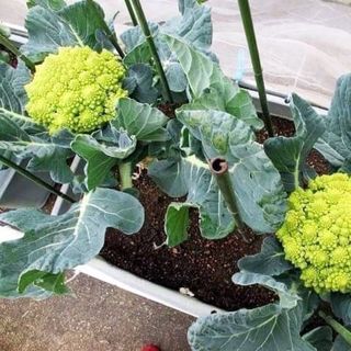 Hạt giống Bông cải súp lơ xanh hình san hô xoắn ốc Rạng Đông - Green Cauliflower 229 (Romanesco) giá sỉ