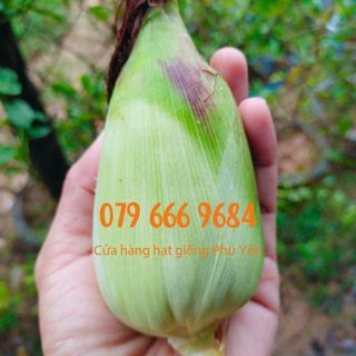 Hạt giống bắp nếp nù sữa gói 1 kg