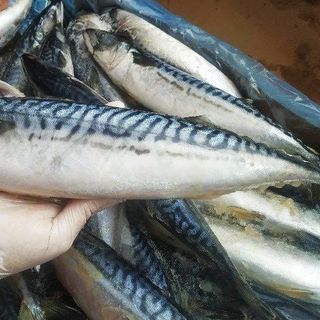 Cá cam size 6-9l giá sỉ 60,cá sapa sỉ 2x,mực indo đài loan sỉ 90