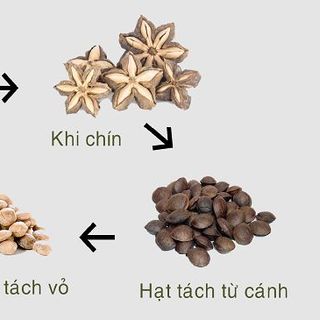 Dầu Sachi - dầu ăn dinh dưỡng cao cấp