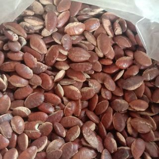 Hạt kơ nia béo ngậy thanh bùi