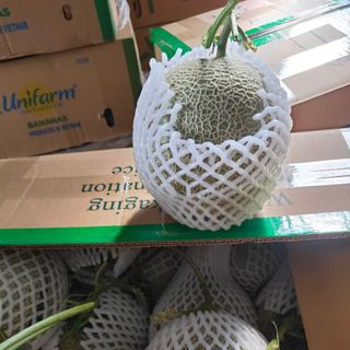 Dưa lưới
