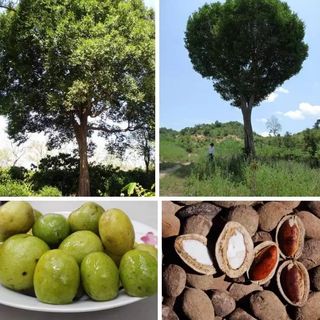 Hạt Kơ nia của Tuk Green đặc sản Ban mê giá sỉ