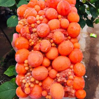 TRỨNG NON BỊCH NET ĐỦ