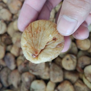 Sung sấy dẻo Thổ Nhĩ Kỳ