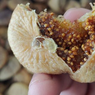 Sung sấy dẻo Thổ Nhĩ Kỳ