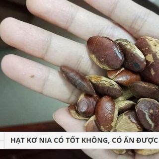 Sản vật quý của núi rừng - Hạt Kơ Nia rang mộc