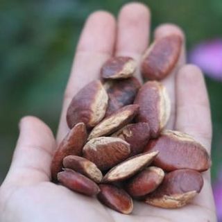 Đặc sản Ban Mê - Hạt Kơ Nia rang mộc