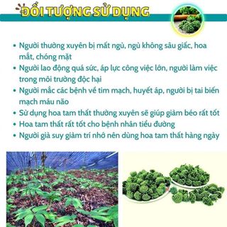 Nụ hoa tam thất