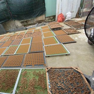 Nụ trầm hương -Mã 4954 -