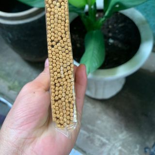 Nhang thần tài sạch, ít khói, màu vàng óng, thêm may mắn, tài lộc  250 cây