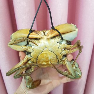 Cua Cà Mau - Cam kết chất lượng từng con - Dây không trọng lượng