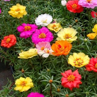 Hạt giống hoa mười giờ mỹ kép nở siêu lâu mix Por013