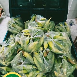 Bắp mỹ