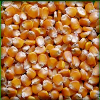 hạt bắp ( Ngô) nhập khẩu từ Ấn Độ