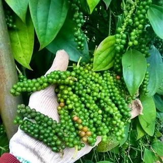 Tiêu Xanh Vĩnh Linh Lâm Đồng
